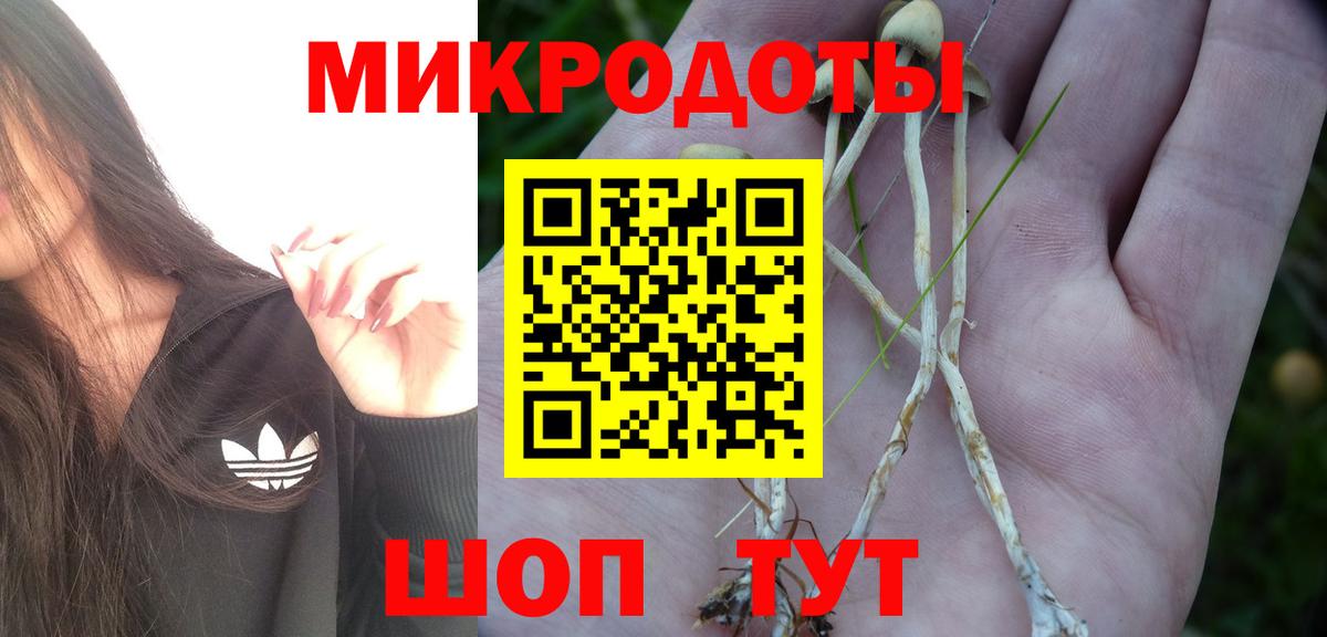 Псилоцибиновые грибы Psilocybe Черногорск